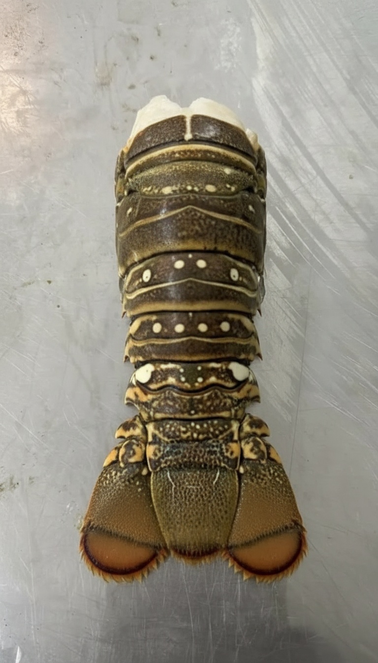 Colas de Langosta Caribeña