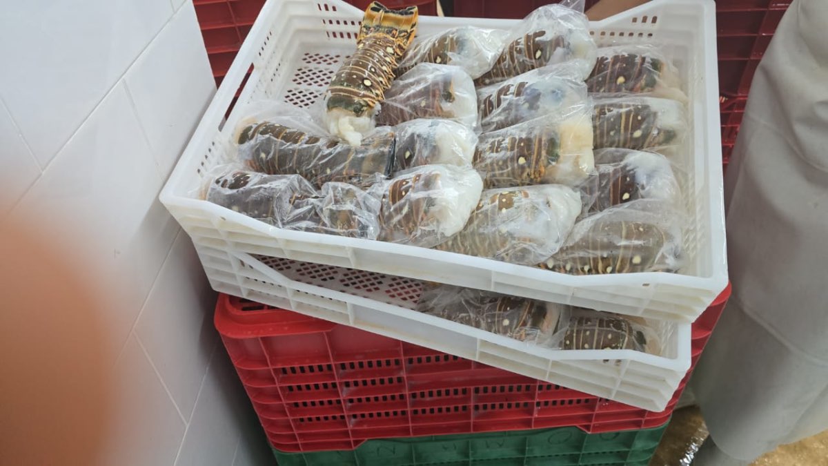 Colas de Langosta Caribeña