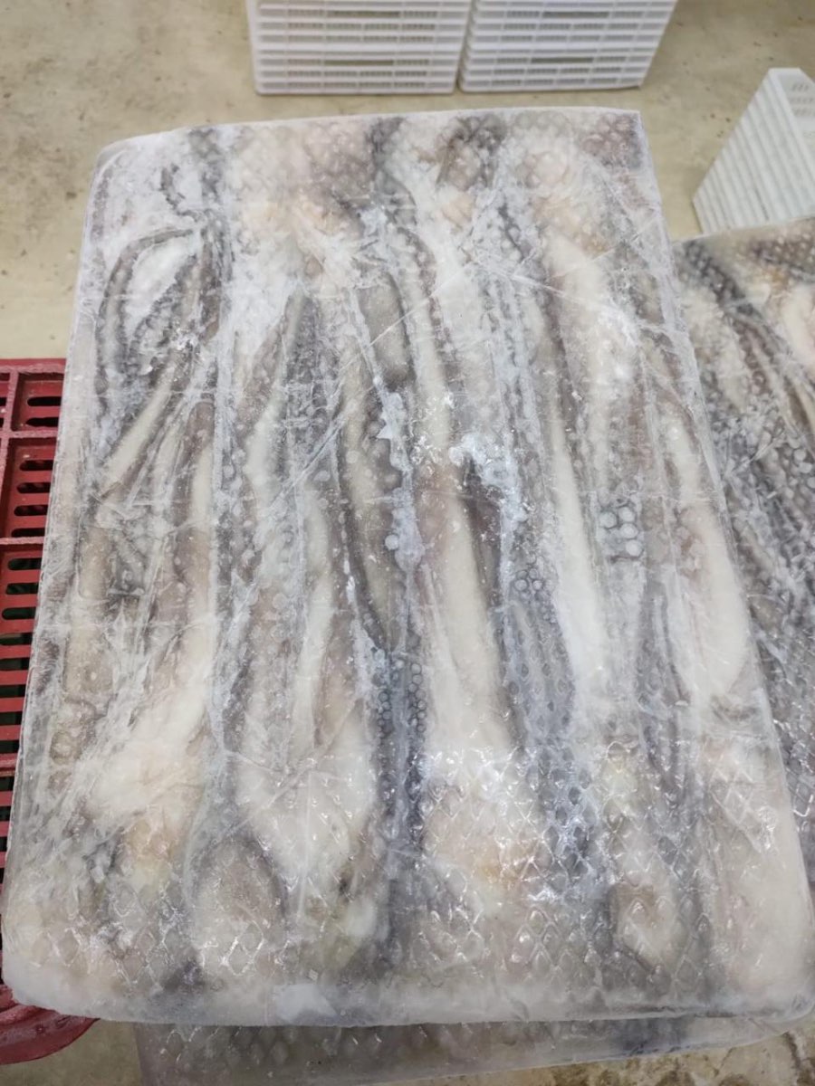 Pulpo Maya Congelado