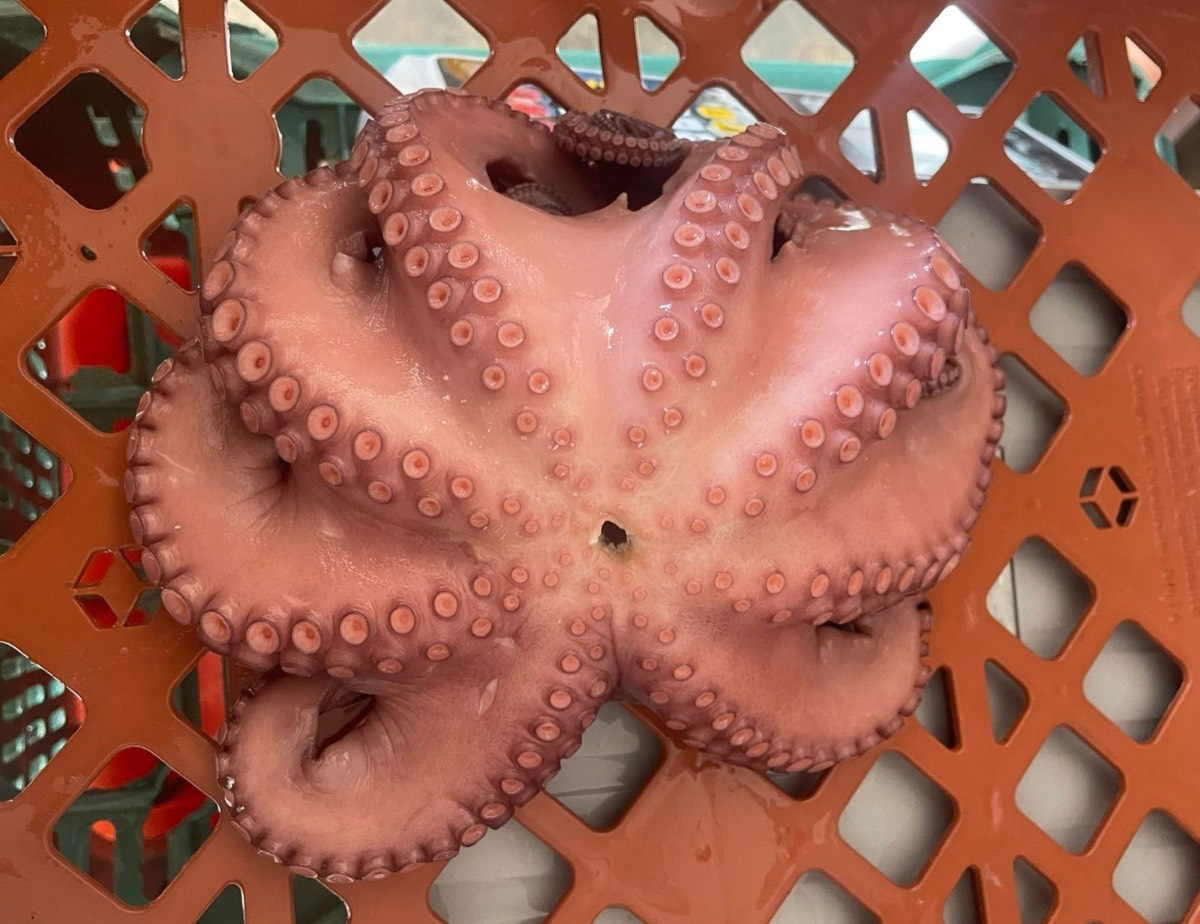 Pulpo Maya Precocido