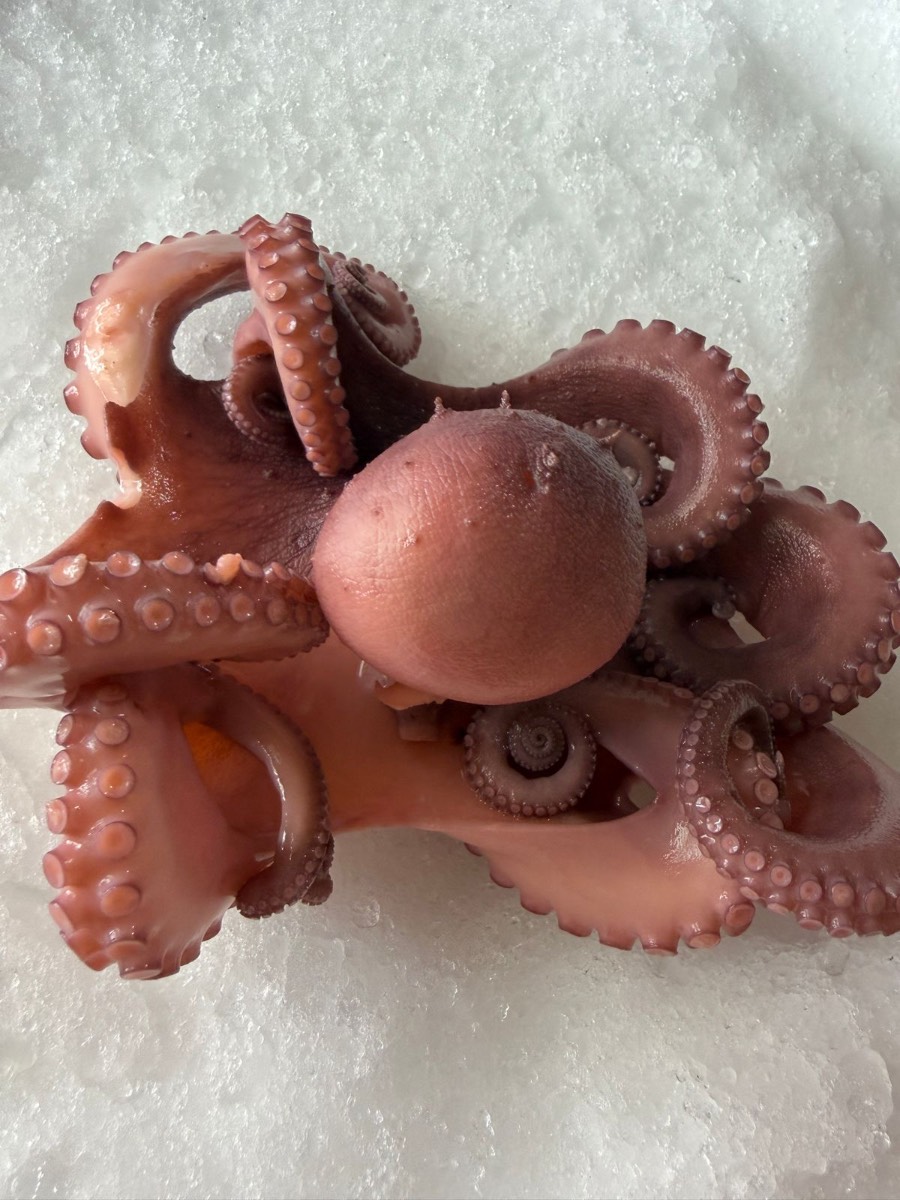 Pulpo Maya Precocido