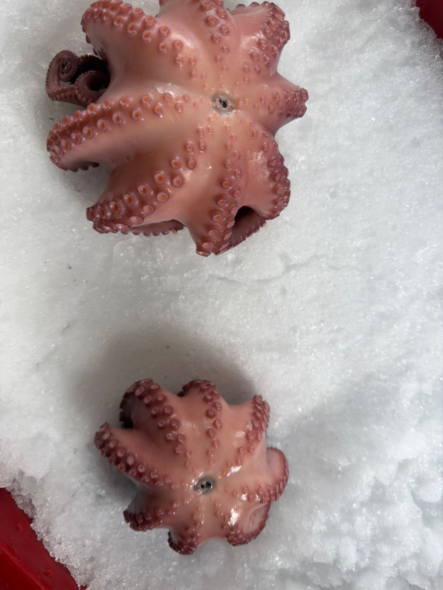Pulpo Maya Precocido
