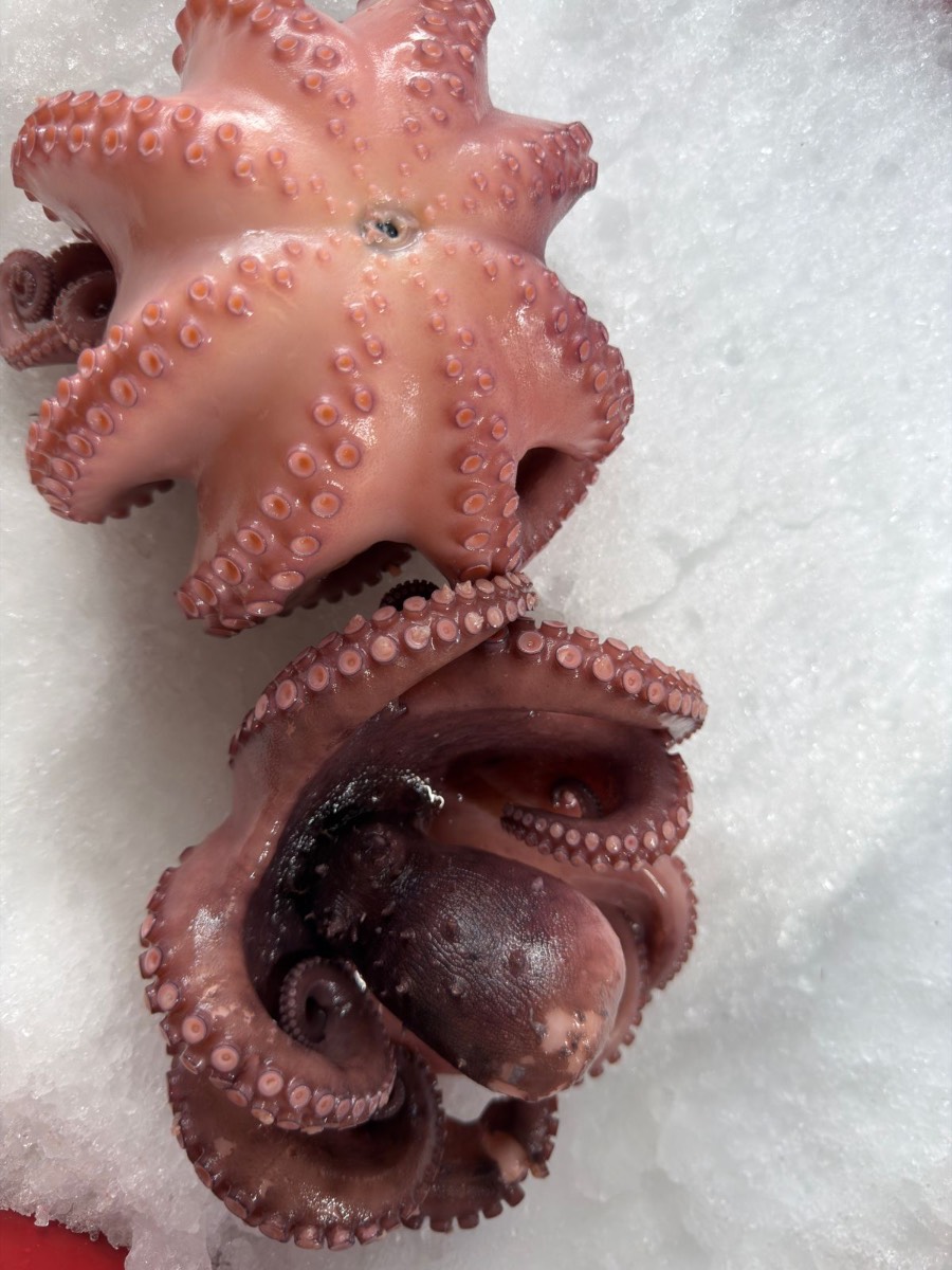 Pulpo Maya Precocido