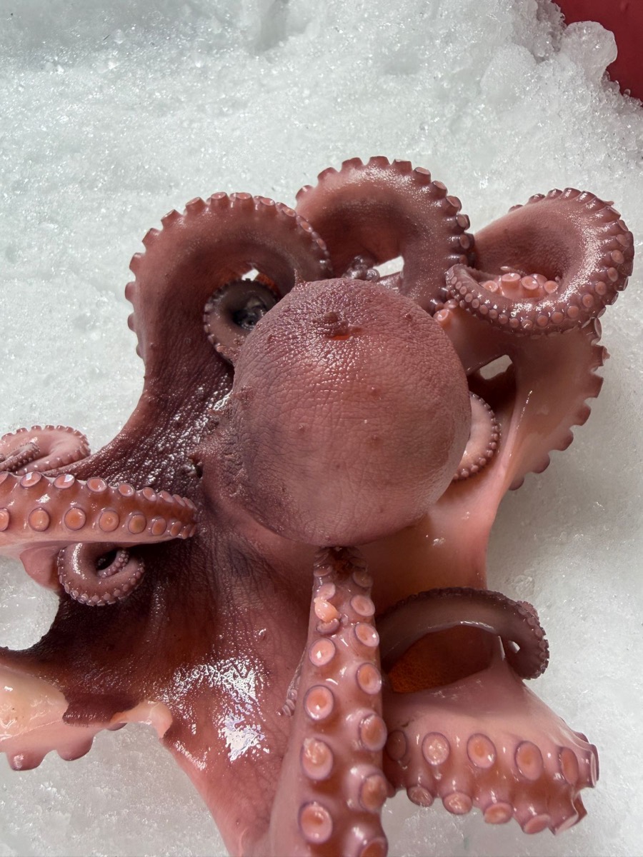 Pulpo Maya Precocido